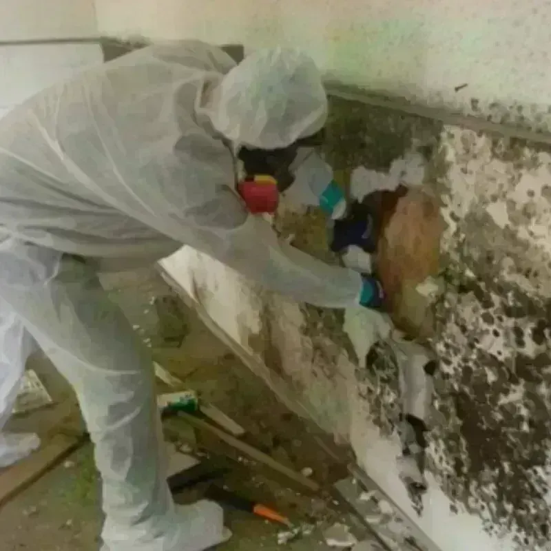 Mold Remediation and Removal in Blakely, PA